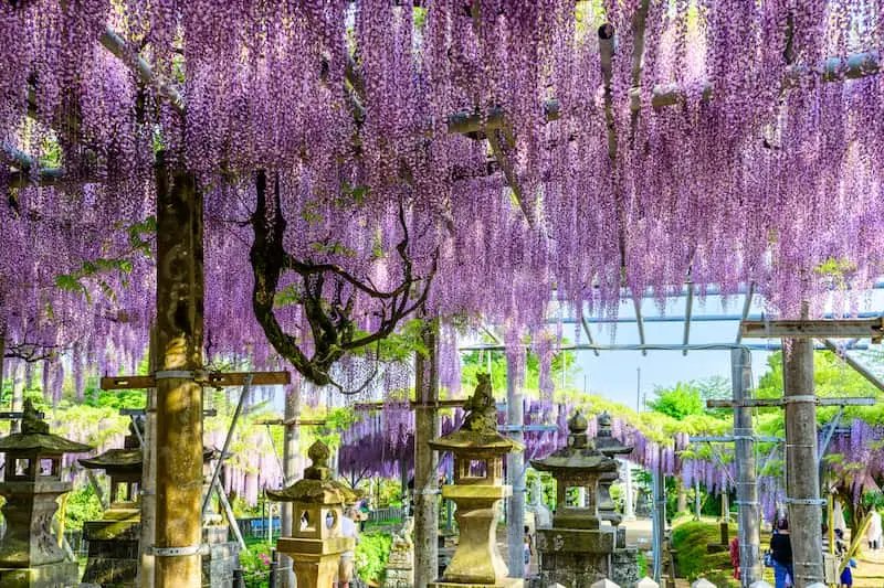 ⛩️ 야마다 히요시 신사 (야마다 히요시 진자) 이미지 4